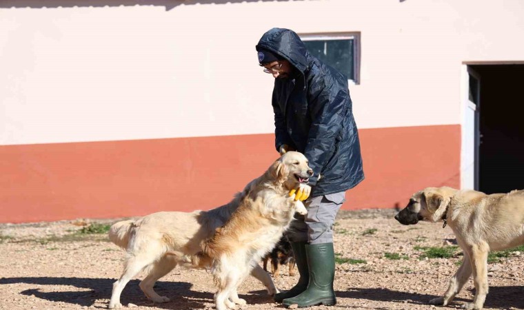 Elazığ Belediyesi’nin yeni hizmetiyle artık hayvan sahiplenmek daha kolay