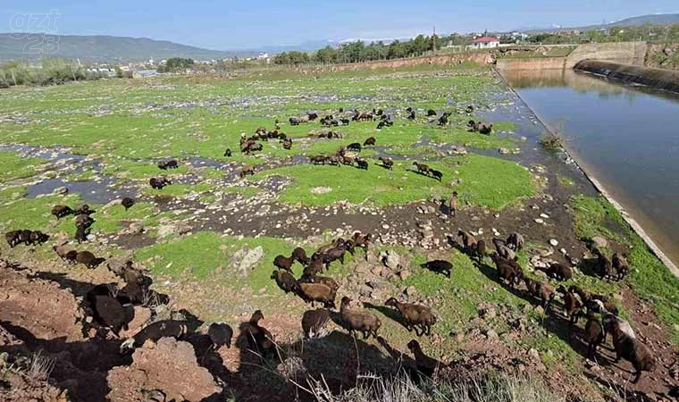 Bahar geldi, koyun sürüleri otlağa indi