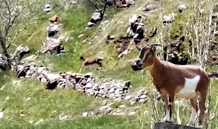 Elazığ’da dağ keçileri görüntülendi