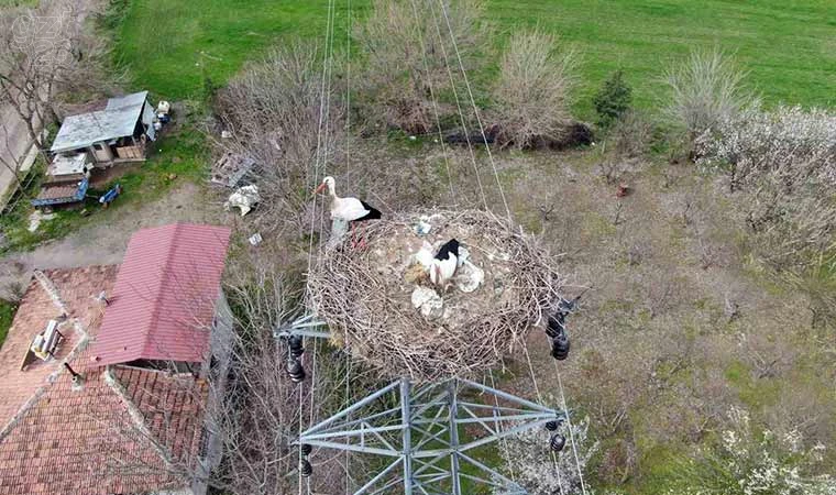 Yuvaya dönen leylekler kuluçkaya yattı