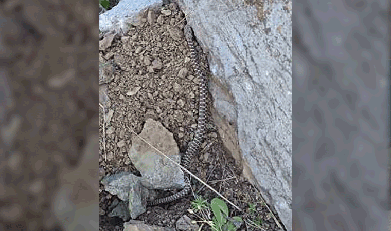 Zehirli kocabaş yılanı görüntülendi