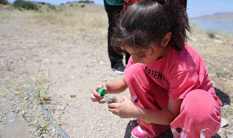 Susuz kalan martı yavrusunu kurtarma mücadelesi yüreklere dokundu