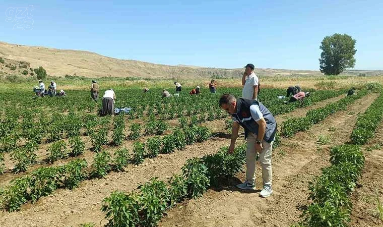 Elazığ’da 40 dekarlık alanda sebze hasadı