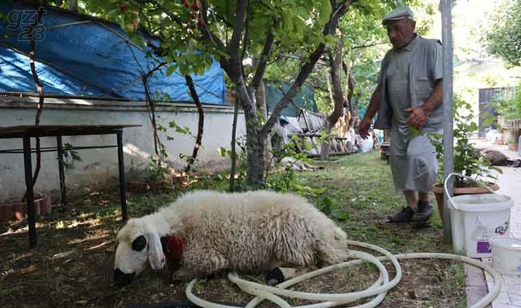 Elazığ’da sokak köpekleri dehşeti