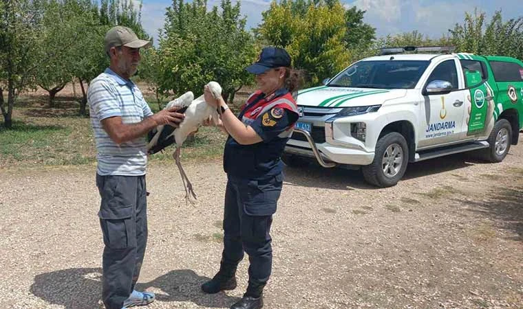 Yaralı leylek koruma altına alındı