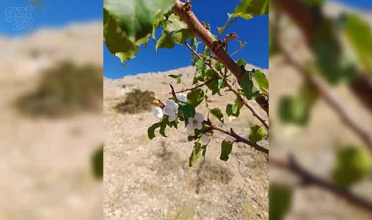 Elazığ’da kayısı ağaçları çiçek açtı