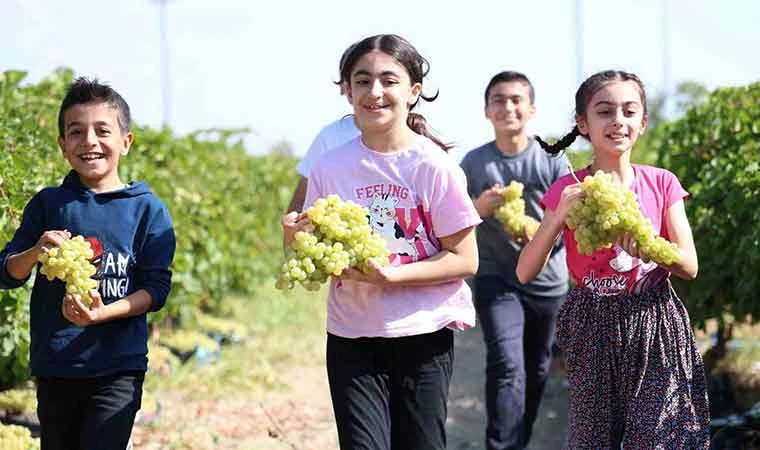 Çocuklar üzüm hasadına renk katıyor