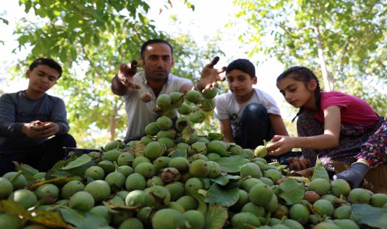 Elazığ’da ceviz hasadı başladı