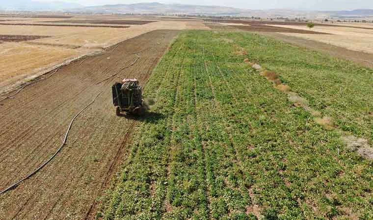 Elazığ’da pancar hasadı başladı