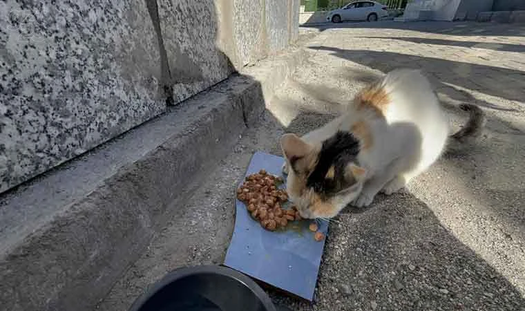 Engelli kedisi için 60 km yol gidiyor