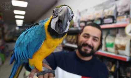 Dünyanın en havalı papağanı güzelliği ve fiyatıyla dikkat çekiyor