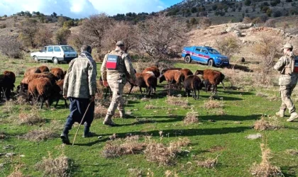 Kaybolan koyunları jandarma buldu