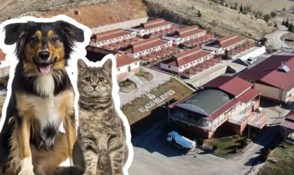 Bir yılda 11 bin hayvan tedavi edildi