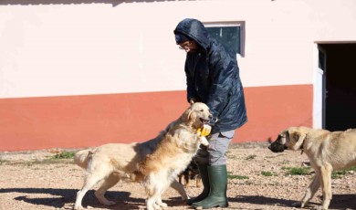 Elazığ Belediyesi’nin yeni hizmetiyle artık hayvan sahiplenmek daha kolay
