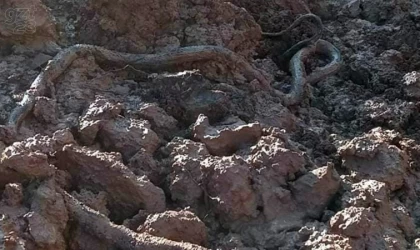 Su kuyusu kazısında, 3 metrelik yılan çıktı