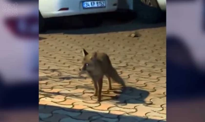 Islık çalarak tilkiyi çağırdılar