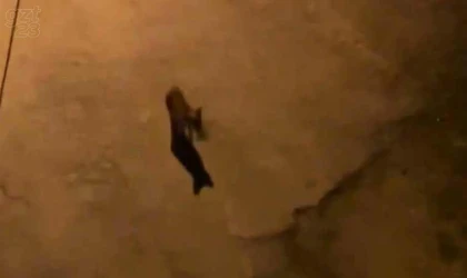 Aç kalan tilkiler şehir merkezini mesken tutmaya başladı