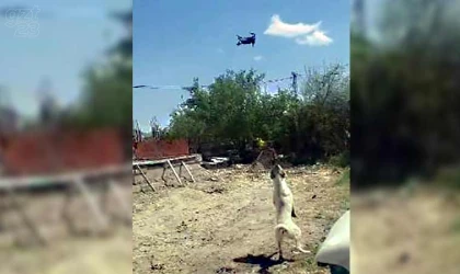 Köpeğin dron ile imtihanı gülümsetti