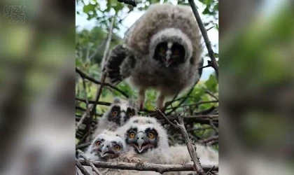 Ağaçta yuva yapan baykuş ailesi görüntülendi