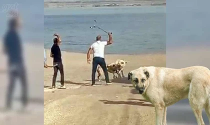 Başı boş köpeklerin kavgasını vatandaşlar sopa ile ayırdı