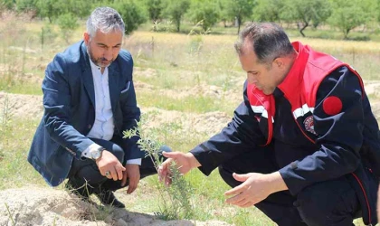 Elazığ’da dikimi yapılan ‘Amerikan Tuz Çalısı’ başarılı oldu