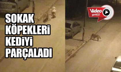 Elazığ’da sokak köpekleri kediyi parçaladı