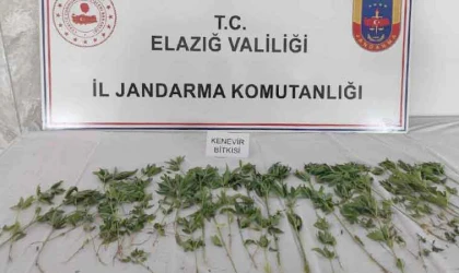 Deprem çadırının bahçesine uyuşturucu ekmişler