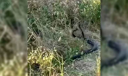 Yılanların çiftleşme dansı kamerada