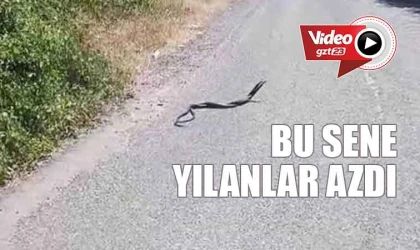 Yılanların dansı kamerada