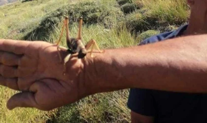 Elazığ’da dev etçil çekirge görüntülendi