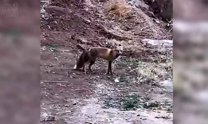 Elazığ’da aç kalan tilki yiyecek bulmak için şehre indi