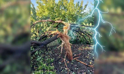 Yıldırımın isabet ettiği ağaç ikiye ayrıldı