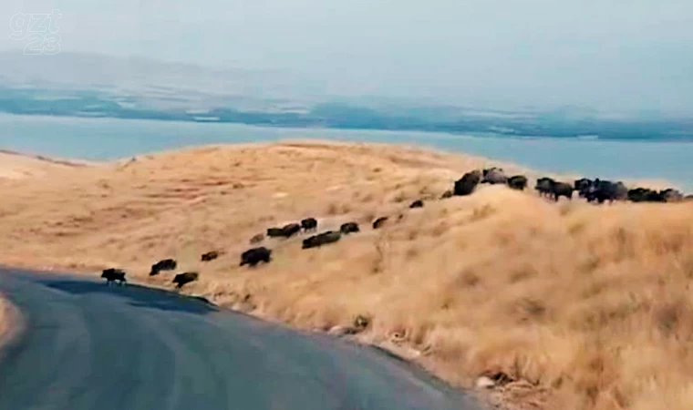 Elazığ'da domuz sürüsü görüntülendi