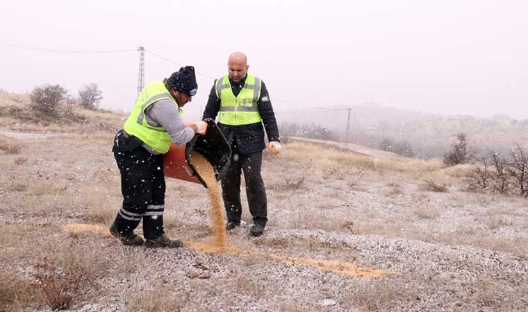 Elazığ Belediyesi yaban ve sokak hayvanları için çalışma başlattı