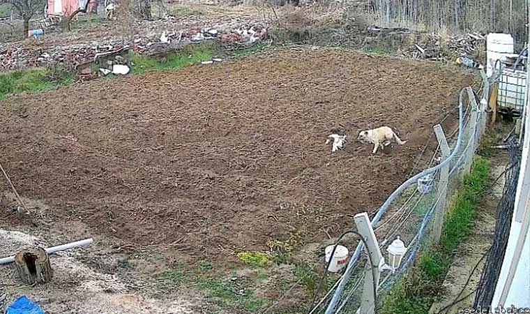 Kümese giren köpek tavuğu alıp kaçtı