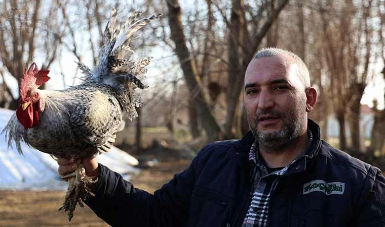 Anne diye bağıran horoz, canını kurtardı