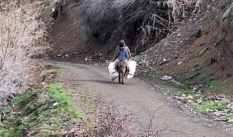 Hayvanlarına eşekler ile yem taşıyorlar