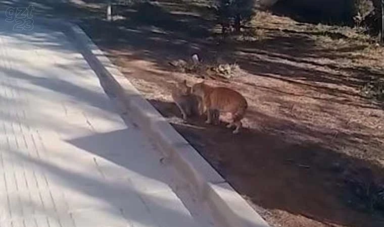 Kedilerin kavgası kameralara yansıdı