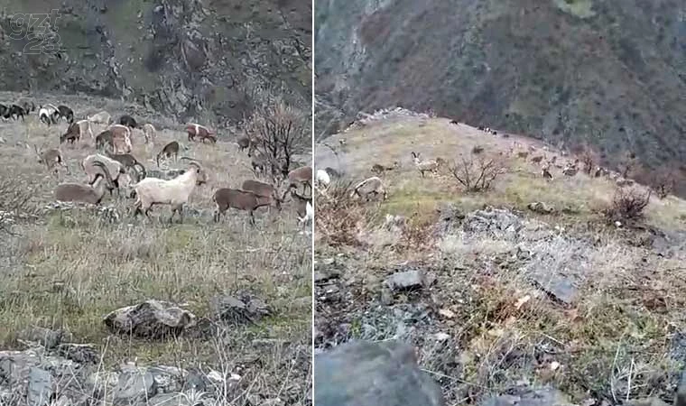 Elazığ’da dağ keçileri görüldü