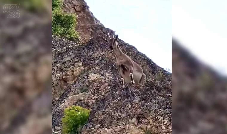 Dağ keçileri Palu Kalesi’ni mesken tuttu