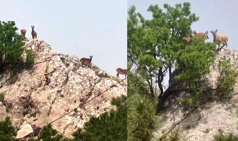 Dağ keçileri sürü halinde Harput’ta görüntülendi