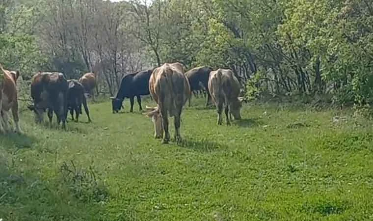 İneklerini otlatırken yılan soktu