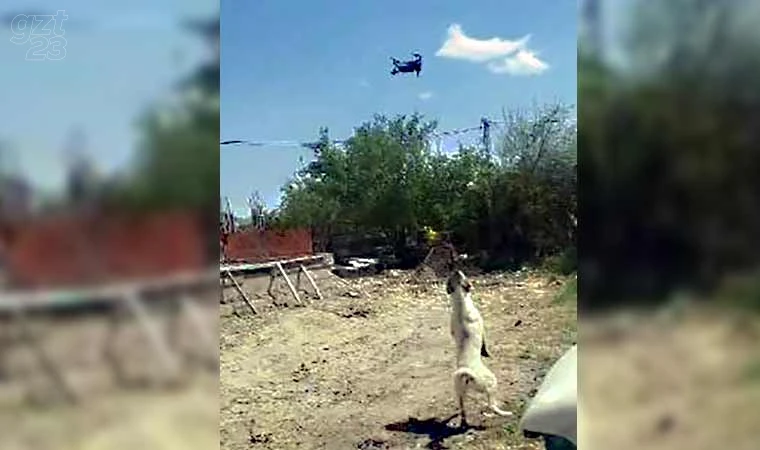 Köpeğin dron ile imtihanı gülümsetti