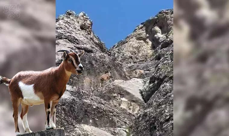 Nesli tükenme tehlikesi altındaki dağ keçileri Palu Kalesi’nde görüntülendi