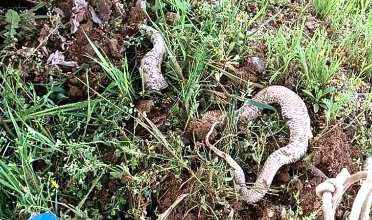 Çapa makinesine takılan 3 metrelik dev yılan paniğe neden oldu