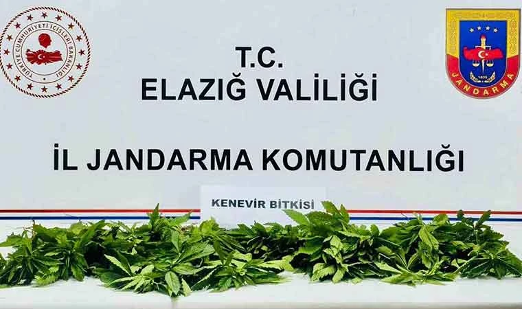 Elazığ’da 158 kök kenevir ele geçirildi