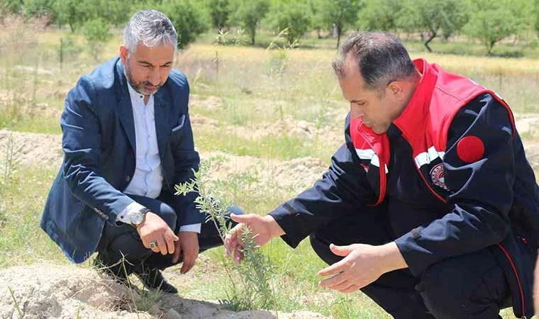 Elazığ’da dikimi yapılan ‘Amerikan Tuz Çalısı’ başarılı oldu