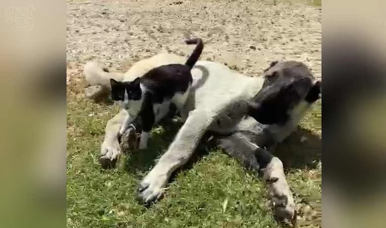 Elazığ’da kedi ile kangalın dostluğu tebessüm ettirdi