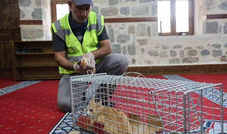 Kedi 500 yıllık caminin minberinde doğum yaptı, belediye sahip çıktı