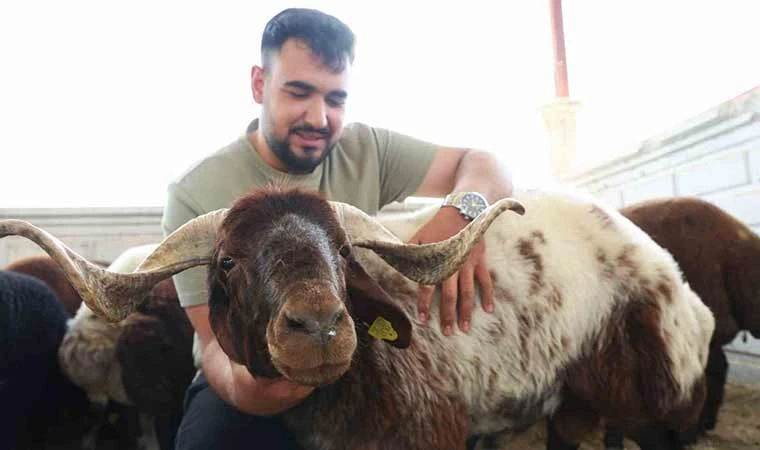 Elazığ’da kurbanlıklar görücüye çıktı